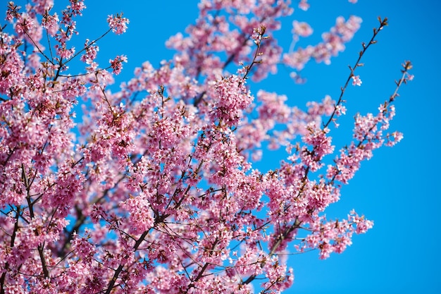 Flor de cerezo rosa hermosas flores rosas de cerezo japonés sobre fondo de cielo azul en el jardín