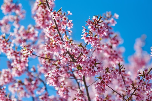 Flor de cerezo rosa hermosas flores rosas de cerezo japonés sobre fondo de cielo azul en el jardín