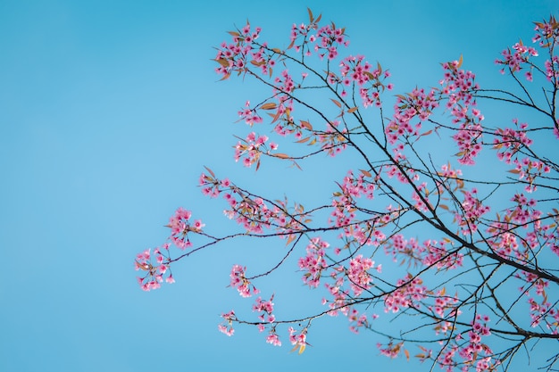 Flor de cerezo rosa en la primavera.