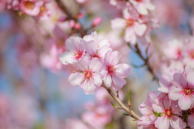 Foto flor de cerezo rosa en primavera