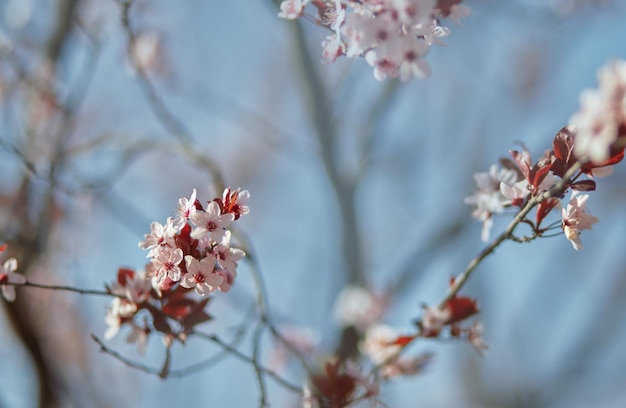 Flor de cerezo rosa en primavera