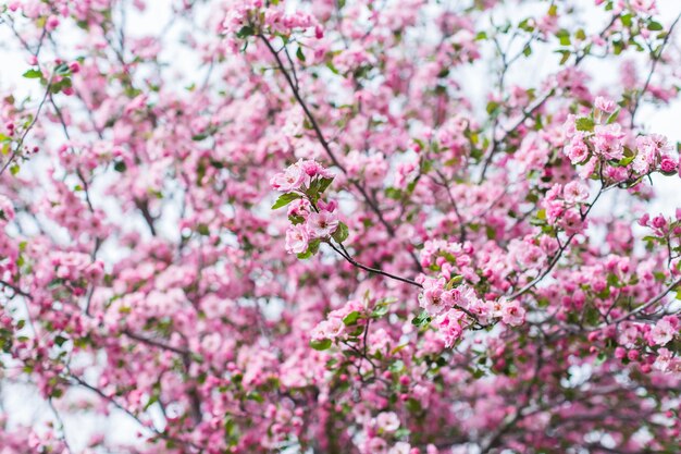 Flor de cerezo rosa a principios de primavera.