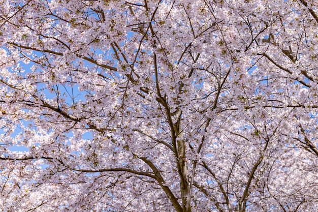 Foto flor de cerezo rosa (sakura) en el parque