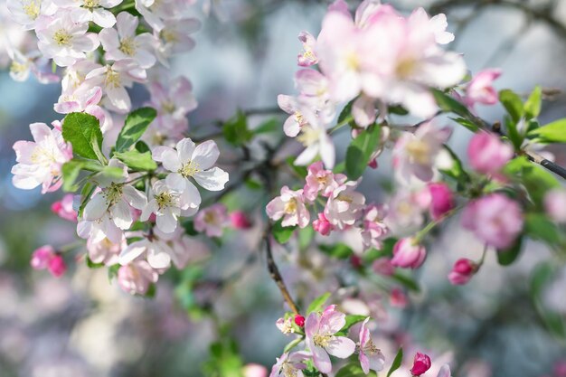 Flor de cerezo rosa sobre un fondo borroso Cerrar el enfoque selectivo