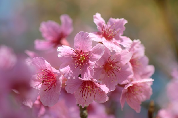 Flor de cerezo rosa