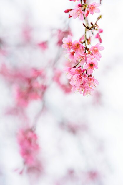 Flor de cerezo rosa