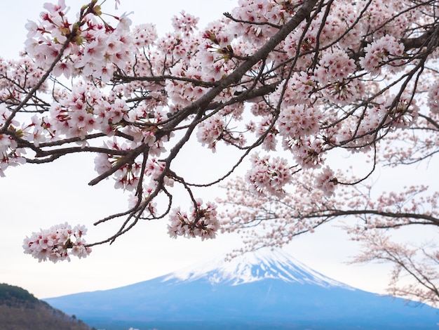 Flor de cerezo rosada con la montaña de Fuji y nublado en fondo.