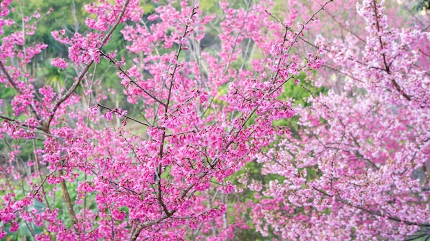 Flor de cerezo rosada (Sakura) en un jardín.