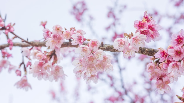 Flor de cerezo rosada (Sakura) en un jardín.