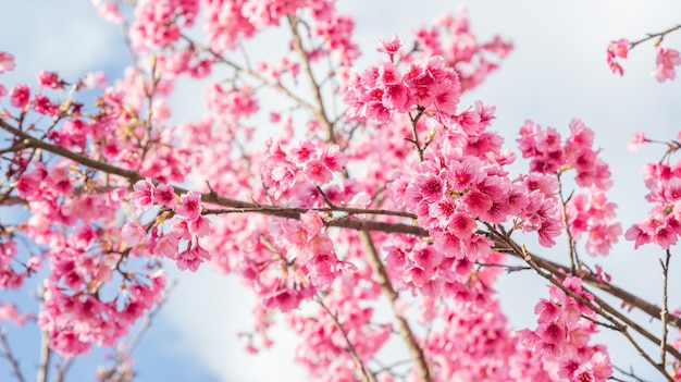 Flor de cerezo rosada (sakura) en un jardín