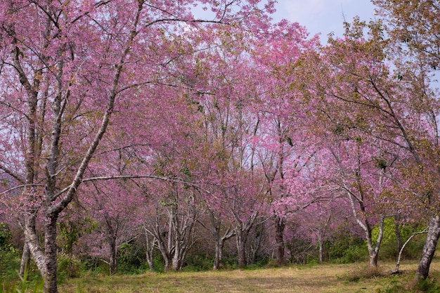 Foto flor de cerezo rosado o flor de sakura