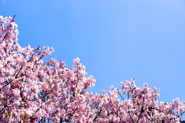 Flor de cerezo (sakura) con pájaros bajo el cielo azul en el Shinjuku Gyo-en Park en Tokio de Japón. Un buen lugar para la vocación en primavera.