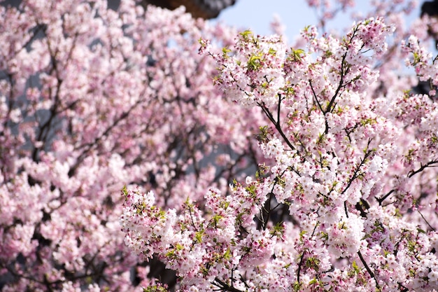 Flor de cerezo (sakura) con pájaros bajo el cielo azul en el Shinjuku Gyo-en Park en Tokio de Japón. Un buen lugar para la vocación en primavera.