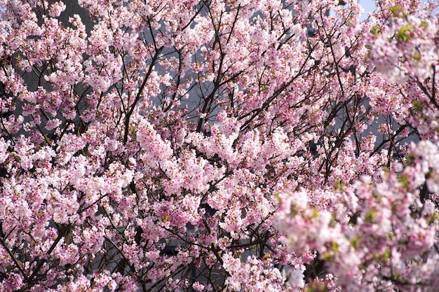 Flor de cerezo (sakura) con pájaros bajo el cielo azul en el Shinjuku Gyo-en Park en Tokio de Japón. Un buen lugar para la vocación en primavera.