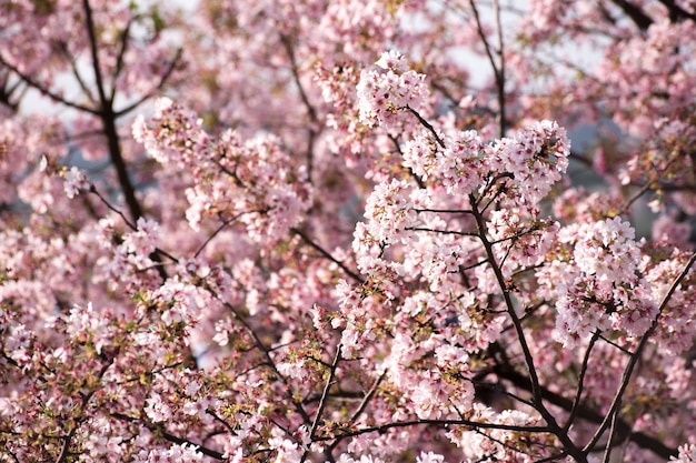 Flor de cerezo (sakura) con pájaros bajo el cielo azul en el Shinjuku Gyo-en Park en Tokio de Japón. Un buen lugar para la vocación en primavera.