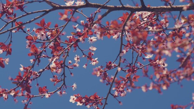 La flor del cerezo sakura en primavera las flores de sakura en un fondo borroso en el parque