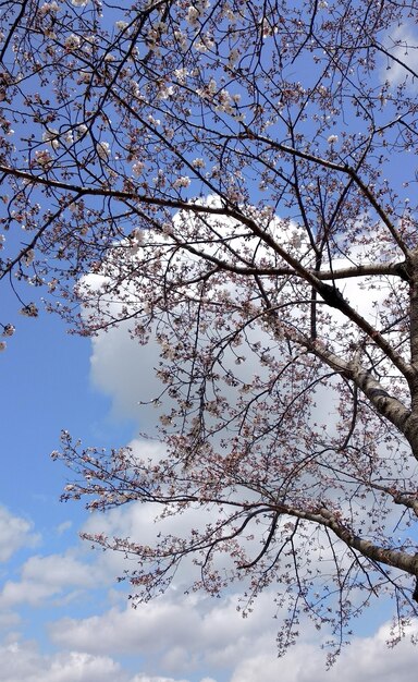 Flor de cerezo de Sakura tomada en primavera en Japón