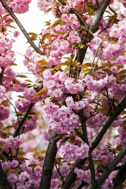 Flor de cerezo. Sakura