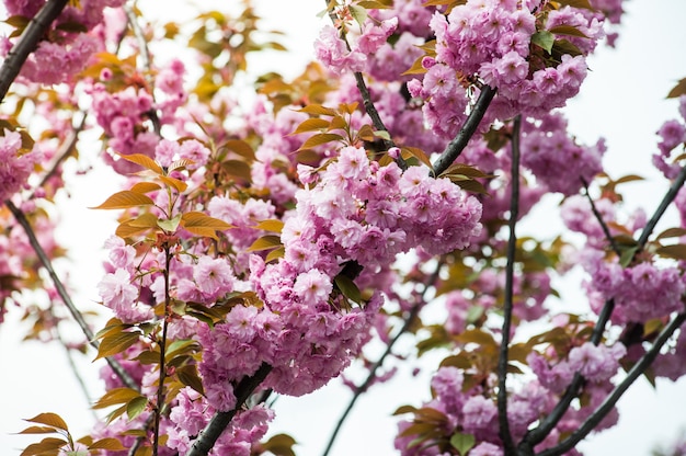 Flor de cerezo. Sakura