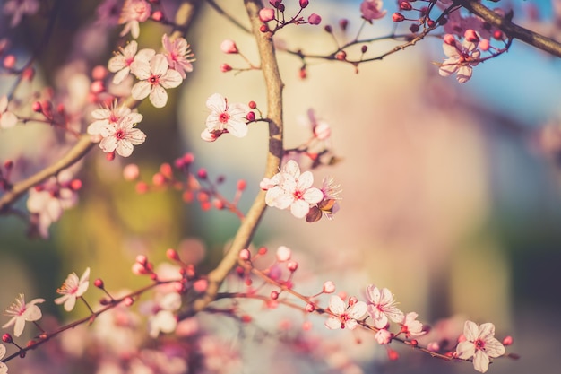 flor de cerezo sakura