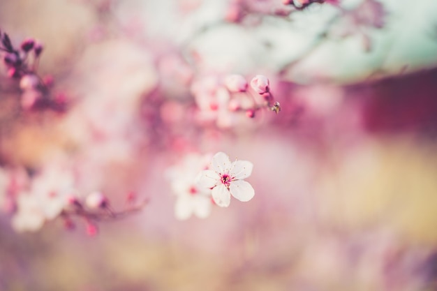 flor de cerezo sakura