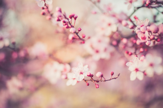 flor de cerezo sakura