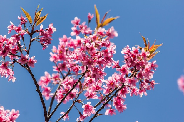 Flor de cerezo salvaje del Himalaya