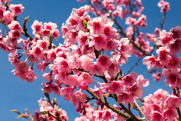 Flor de cerezo salvaje del Himalaya