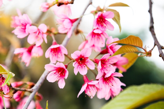 Flor de cerezo salvaje del Himalaya