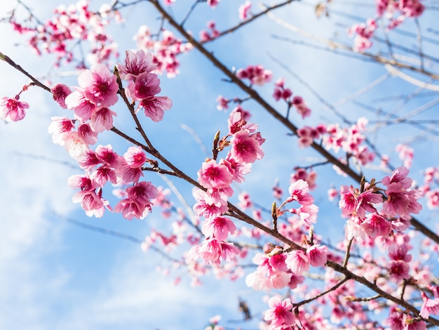 Flor de cerezo silvestre del Himalaya (Prunus cerasoides)