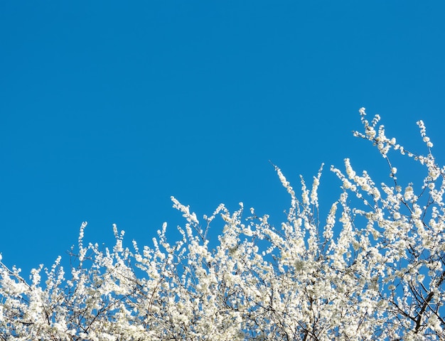 Flor de cerezo sobre el cielo azul claro Hermosas flores blancas de Sakura con cielo primaveral