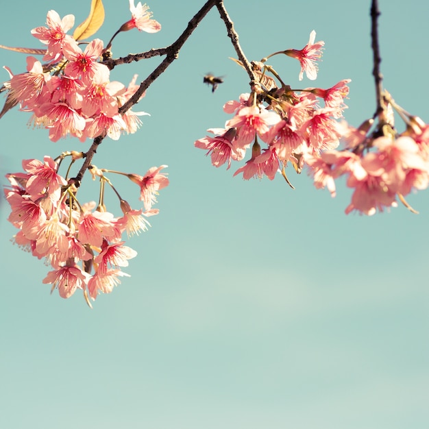 Flor de cerezo de la vendimia - flor de sakura. fondo de la naturaleza (efecto de filtro retro color)