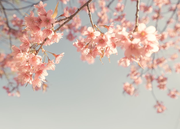 Flor de cerezo de la vendimia - flor de sakura. fondo de la naturaleza