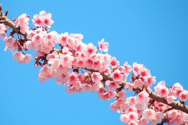 Flor de cerezo