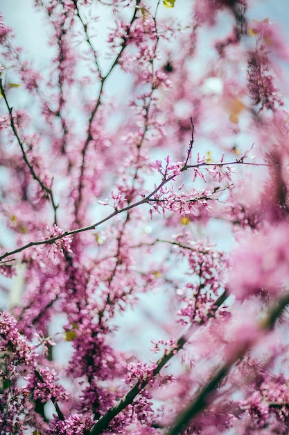 Foto flor de cerezo