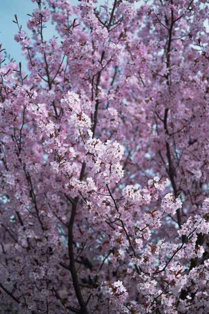 Flor de cerezo