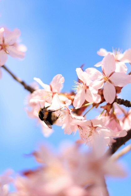 Flor de cerezo