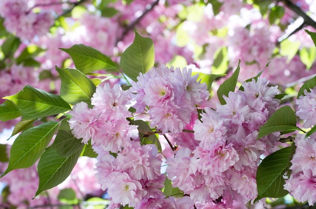 Flor de cerezo