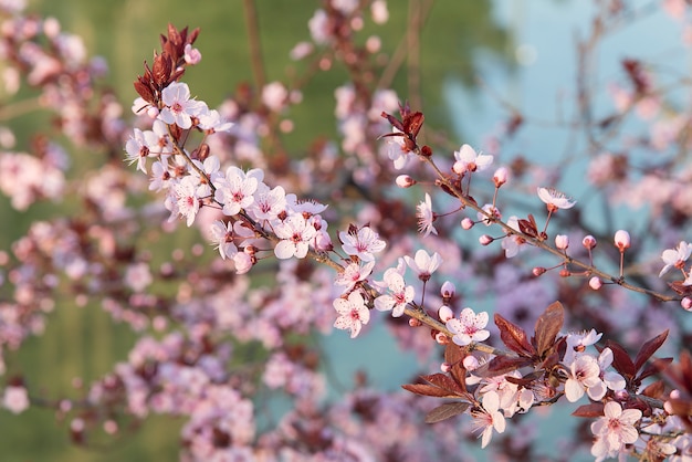 Flor de cerezo