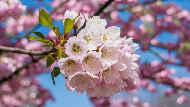 La flor del cerezo