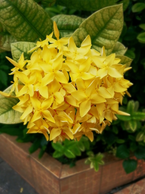 Flor cerrada de Ixora amarilla en el jardín