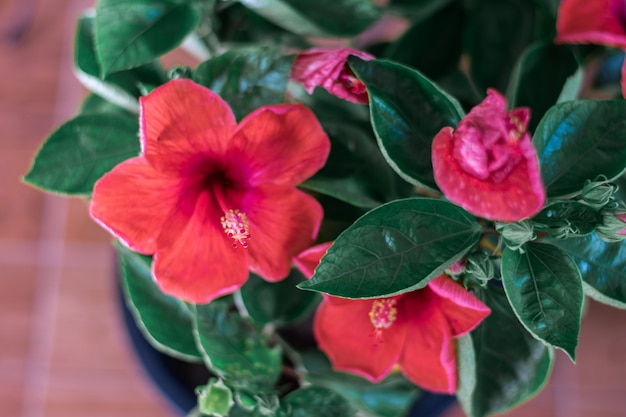 Flor de Chaba en la olla