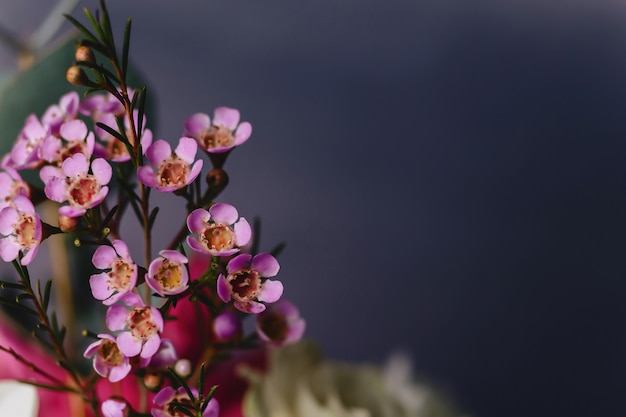 Flor de chamelaucium sobre fondo simple