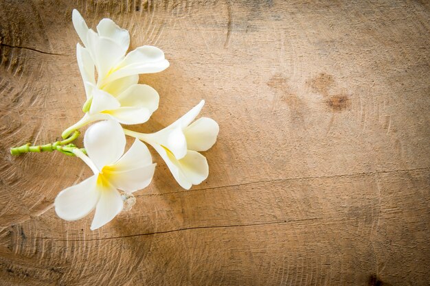 Foto flor de champa en el fondo de madera