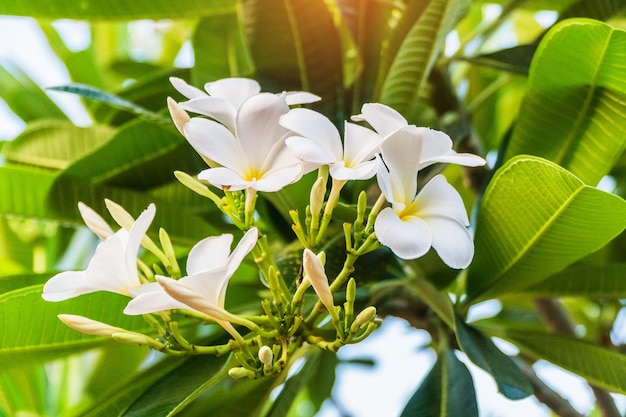 Flor de champa en el jardín de Tailandia (flor de Leelawadee)