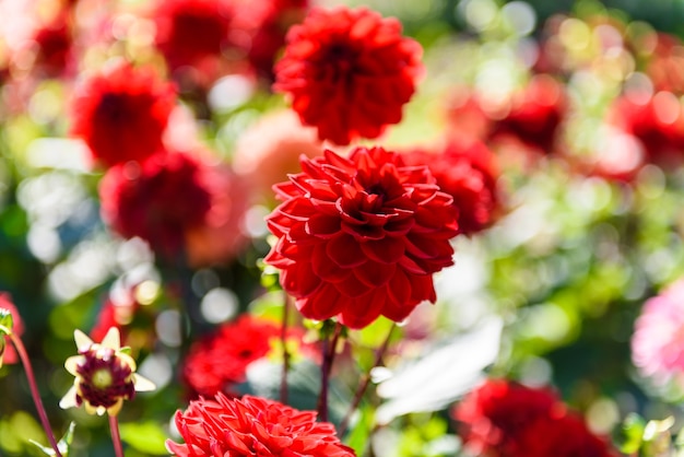 flor cheia closeup lindas Dahlia flores no jardim