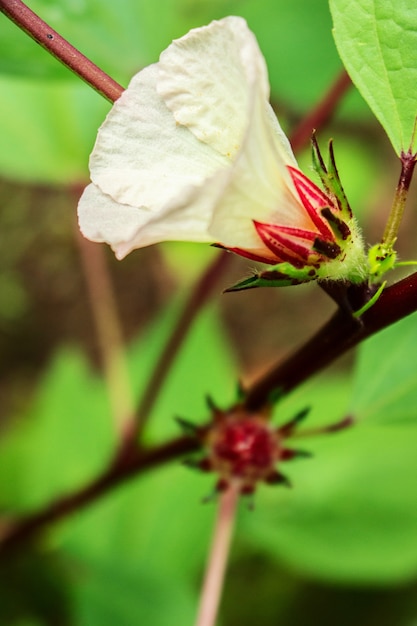 Flor cheia de Rosella Flower