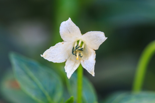 Flor de chile blanco en el jardín