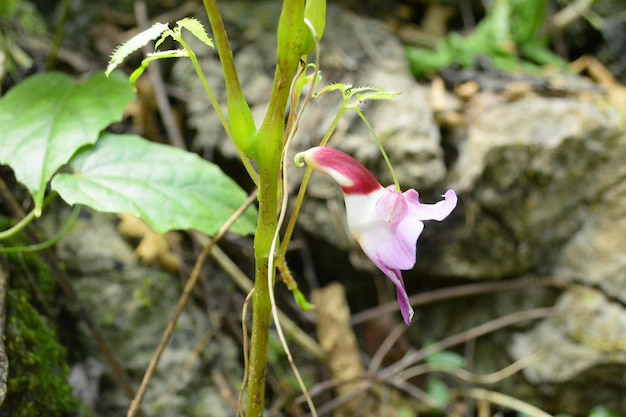 flor en chingmai