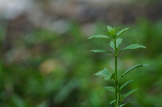 Flor de choromolaena odorata que se encuentra en kerala.Chromolaena odorata es una especie tropical y subtropical de arbusto floreciente de la familia del girasol